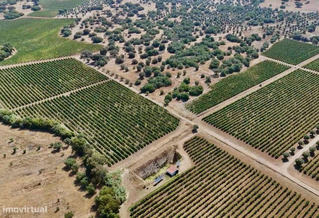 Herdade de Pandeira, Vinha e Olival em Produção em Reguengos de Monsar-1