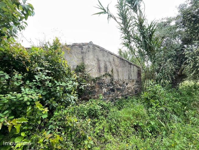 Terreno/Olival  de 11.700 m2 , com Casa para recuperar,  Olival tradic-10