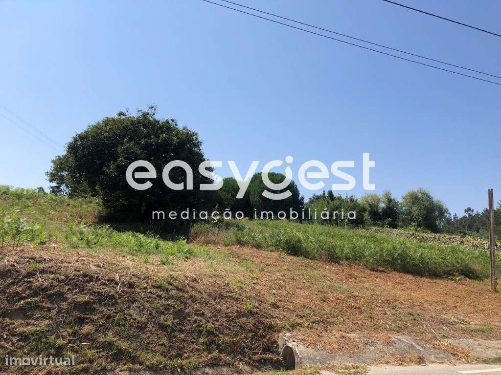 Terreno Rústico com pinheiros mansos em Calvaria de Baixo - Batalha - Grande imagem: 2/12