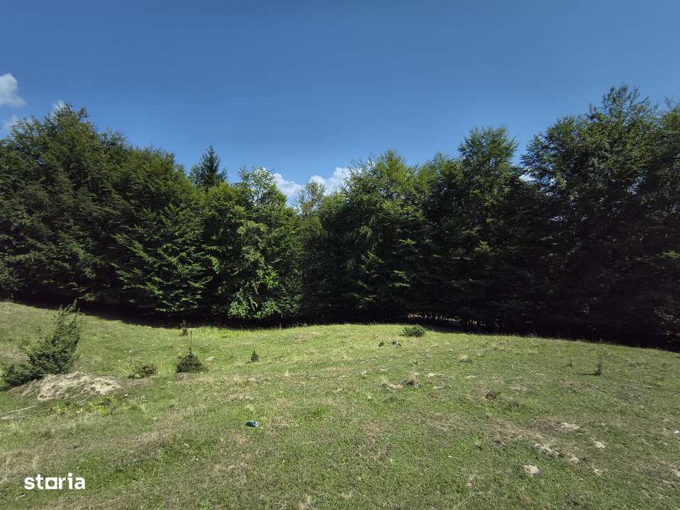 Teren - padure Teliu - Bradet - Imagine principală: 5/8