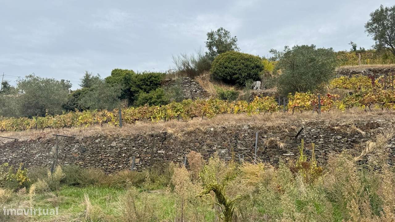 Quinta do Prado em Moura Morta, Régua-23