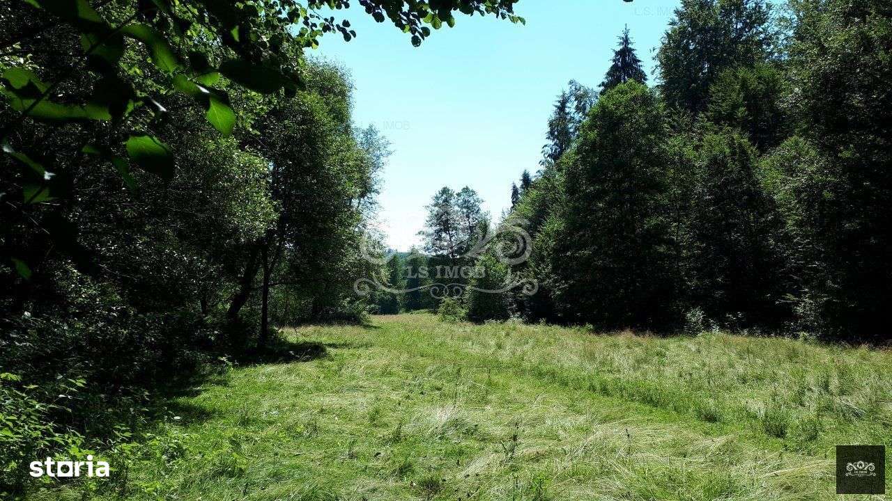 Vand teren si padure conifere in Albestii de Muscel. - Imagine principală: 1/7