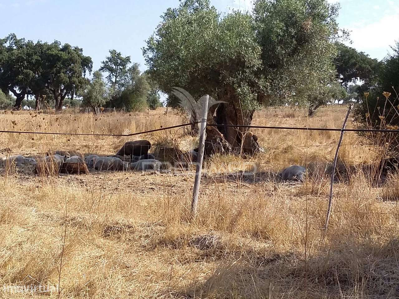 Propriedade -Terreno Rustico -Monte da Tumba - Grande imagem: 4/6