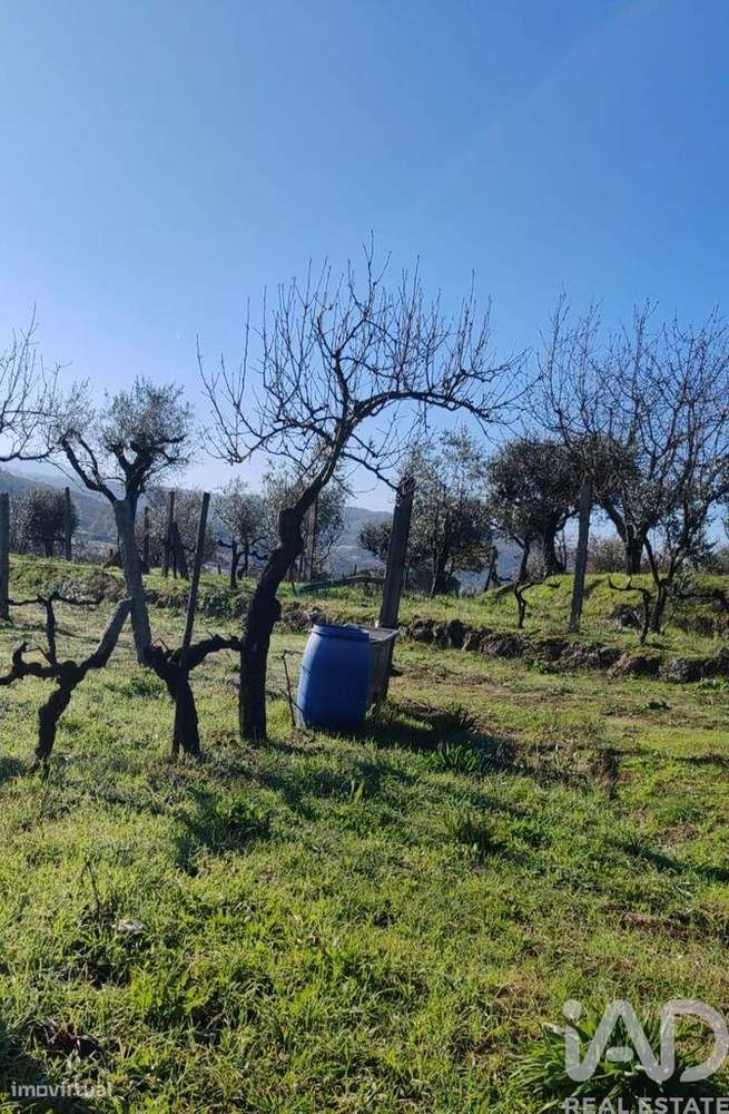 Terreno em Oliveira do Hospital e São Paio de Gramaços - Grande imagem: 5/6