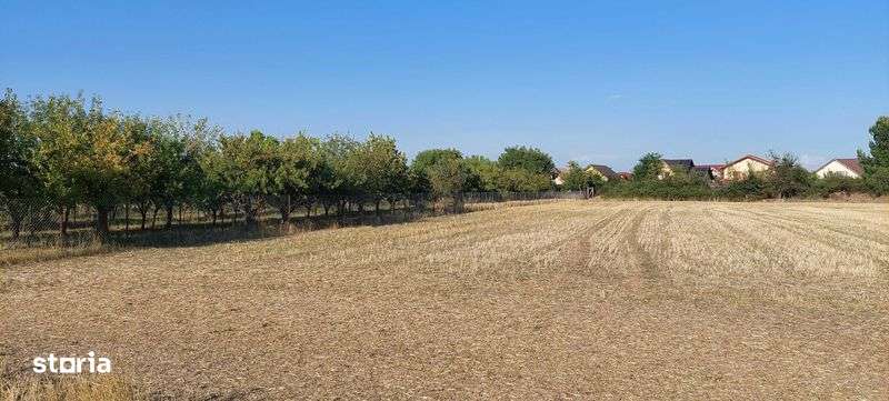 Teren intravilan in Sag jud.Timis - Imagine principală: 4/5