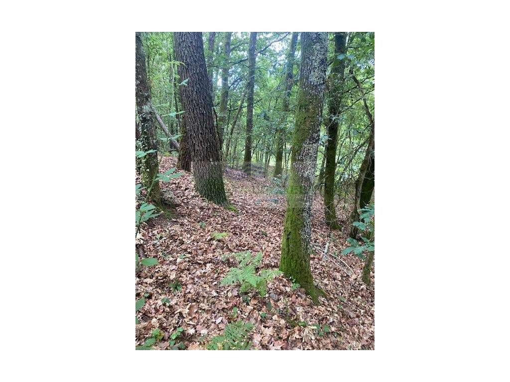 TERRENO DA FOZ DO RIO GAIA, AFLUENTE DO RIO VOUGA EM ARCOZELO DAS M... - Grande imagem: 3/8