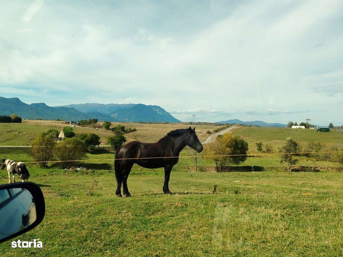 5800 mp fineata, pretabil camping, constructii A-frame, Sohodol, Bran - Imagine principală: 2/8