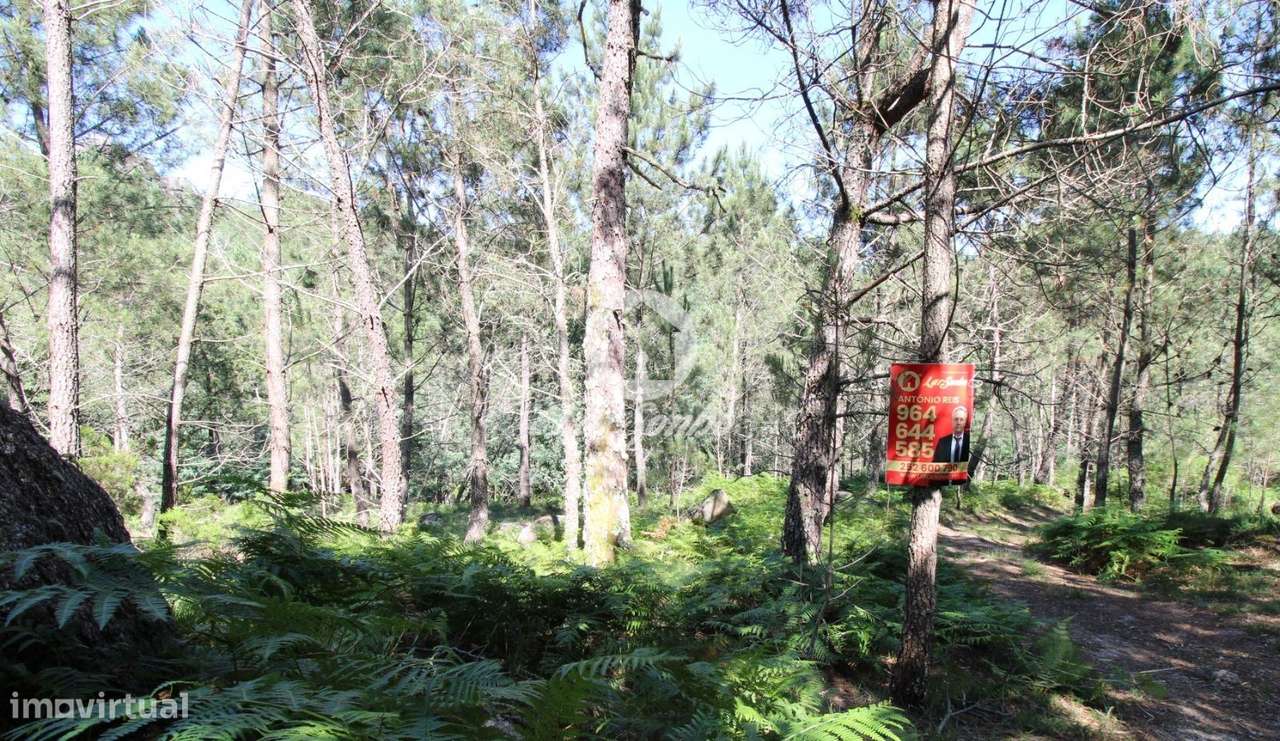Terreno rústico com 11.000m2 em Terras do Bouro - Grande imagem: 4/10