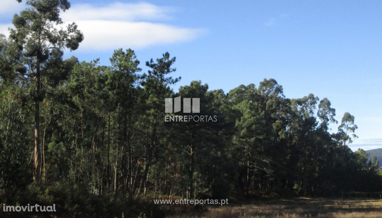 Venda de terreno florestal, Vila Franca, Viana do Castelo