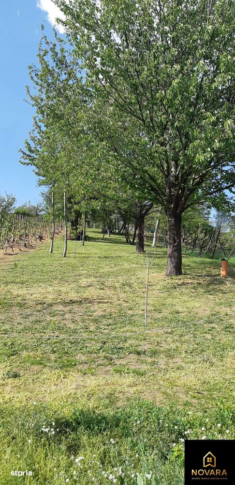 Teren Podgoria de vânzare - Imagine principală: 3/3