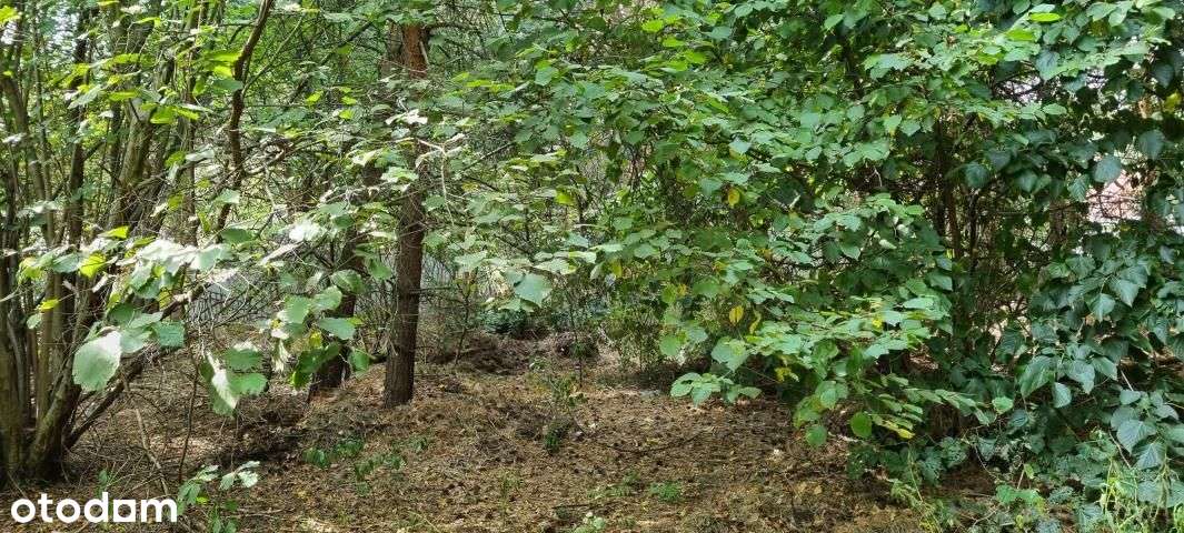 Piękna Zielona Działka Z Dobrym Dojazdem-6