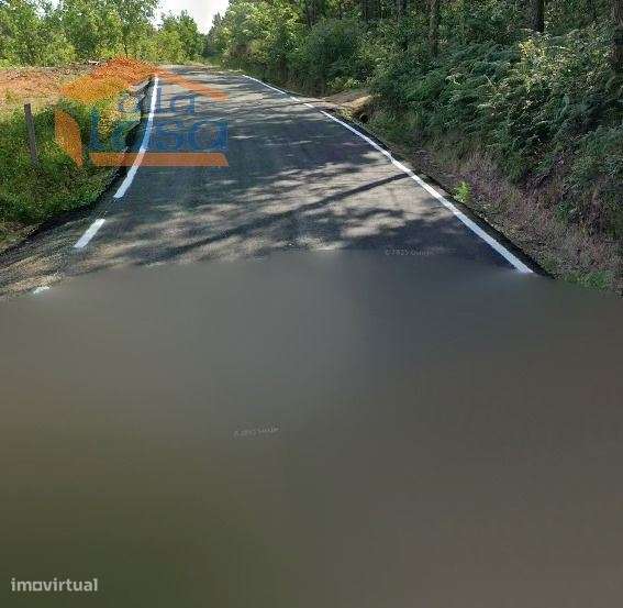 Pinhal em Fial, freguesia de Mundão - Grande imagem: 2/2