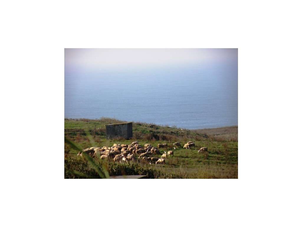 Venda de 2 Terrenos Agrícolas na zona do Paimogo, Lourinhã-31