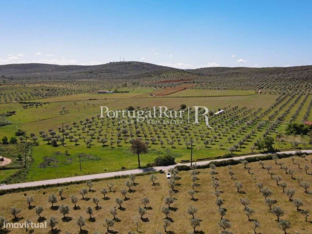 Quinta com monte para recuperar em Sousel - Grande imagem: 4/44