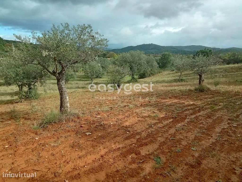 Terreno Rustico com cultura de oliveiras no Vale Senhora da Povoa - Grande imagem: 5/24