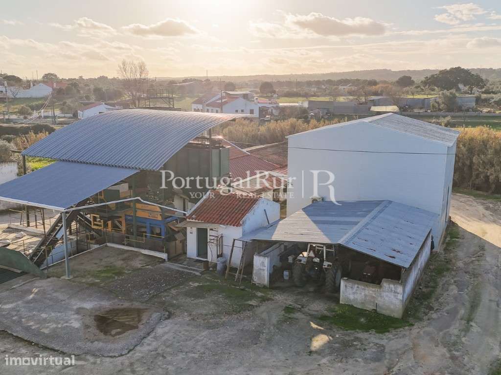 Unidade Industrial de Produção de Azeite & Elevado Potencial Produtivo-55