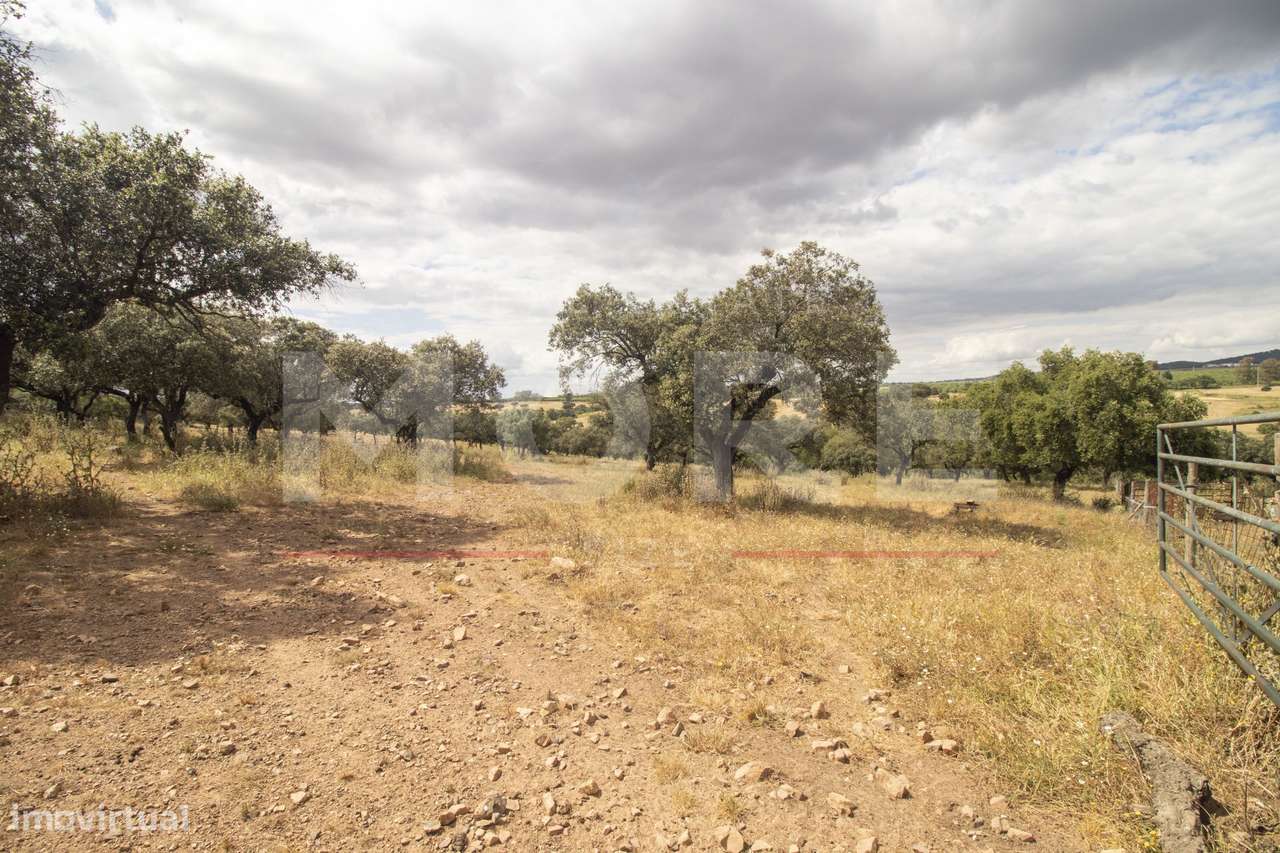 Herdade - Alvito-46