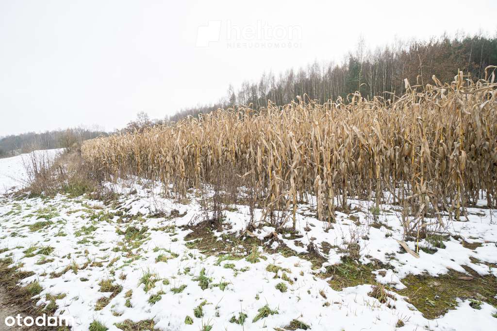 Duża działka 1,2 ha || ok. Miechowa||-4