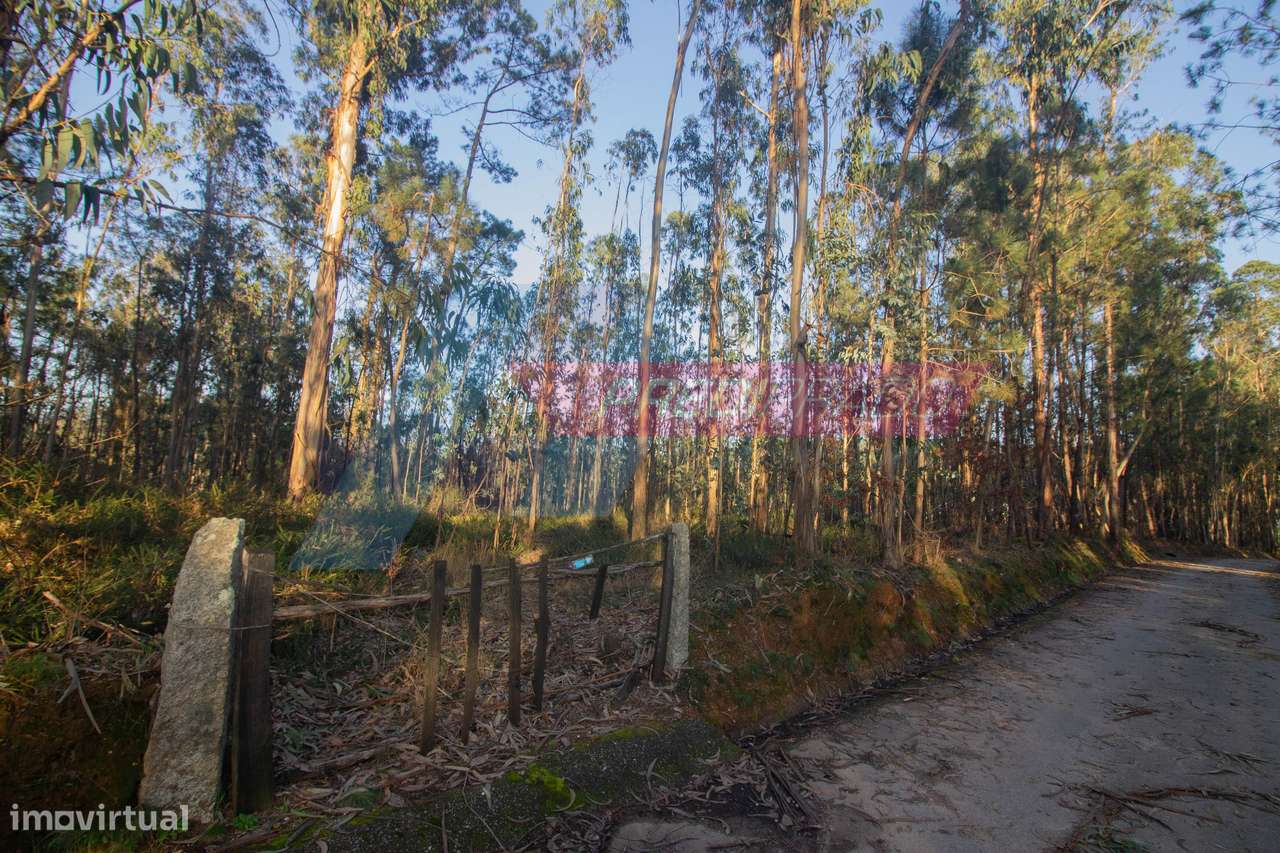 Terreno Florestal em Freiriz - Grande imagem: 2/4