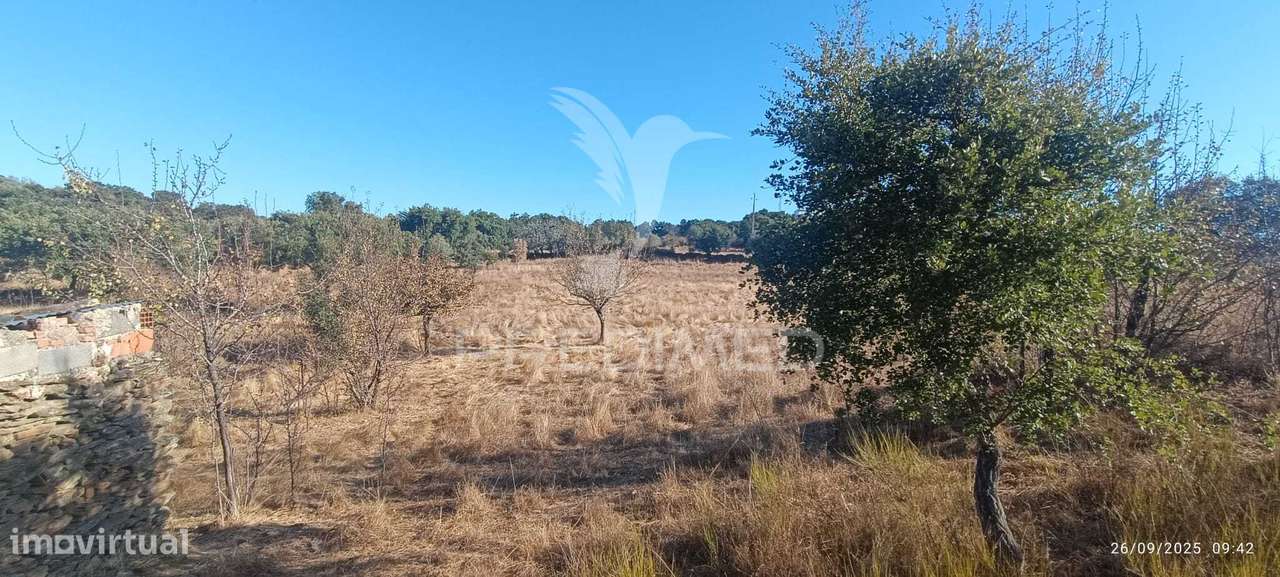? Terreno Rústico à Venda – Com Árvores de Fruto, Apoio Agrícola e... - Grande imagem: 5/25