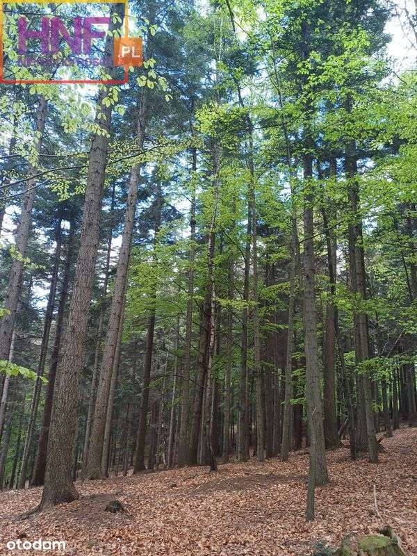 Działka leśno-rolna w Radajowicach 4,74ha - Pełny obrazek: 4/14