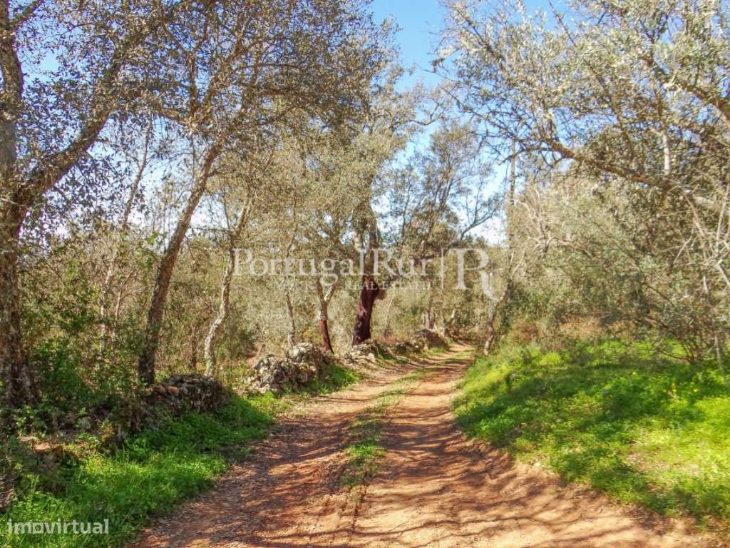 Quinta em Alegrete com ruinas - Grande imagem: 3/23