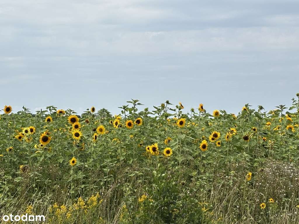 Malownicza działka Garwolin - Pełny obrazek: 5/7