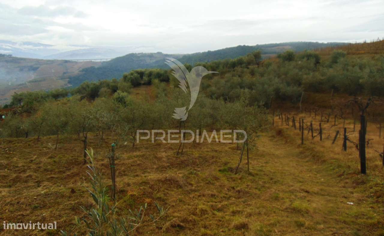 Olival em produção - Abaças / Vila Real - Grande imagem: 5/28