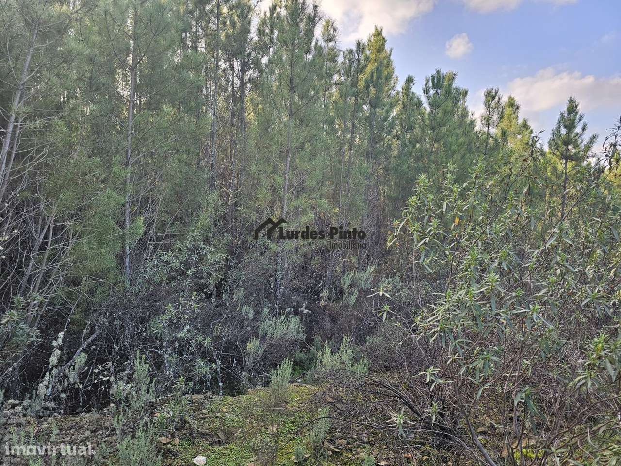 Pinhal com 8, 280 m2 - Grande imagem: 4/19