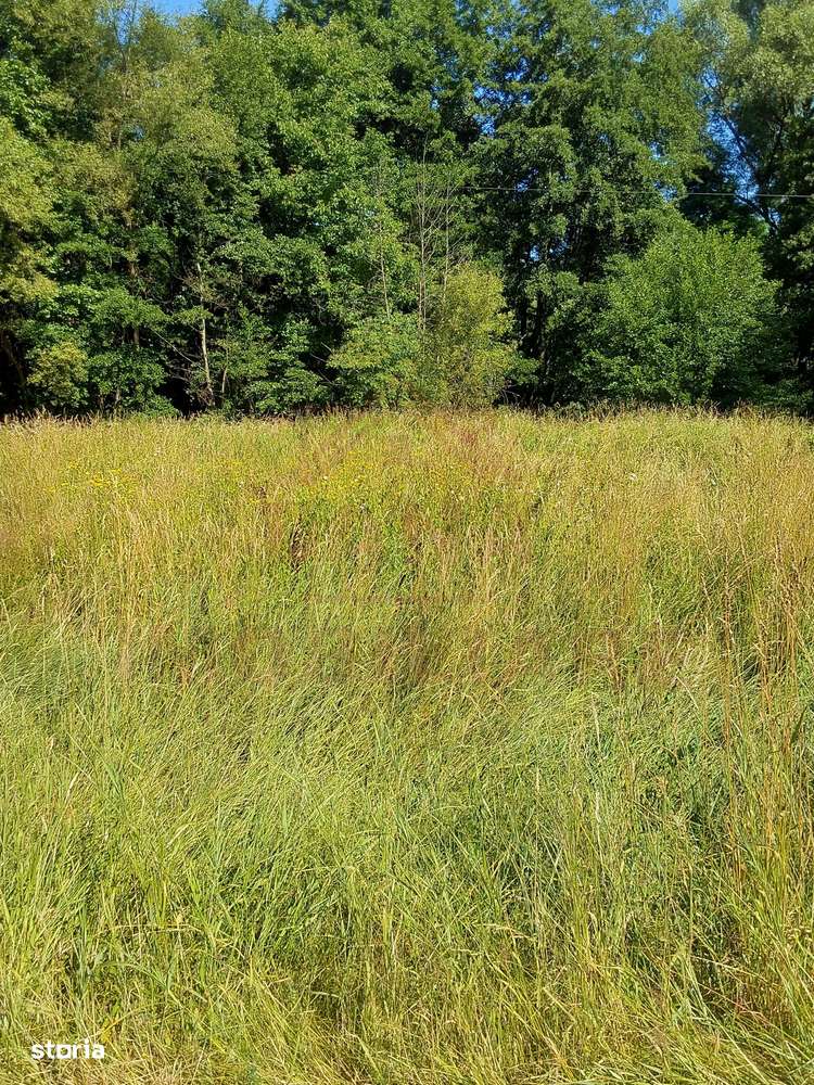 TEREN INTRAVILAN ÎN MARGA-LA DN68 JUD.CARAȘ-SEVERIN-7