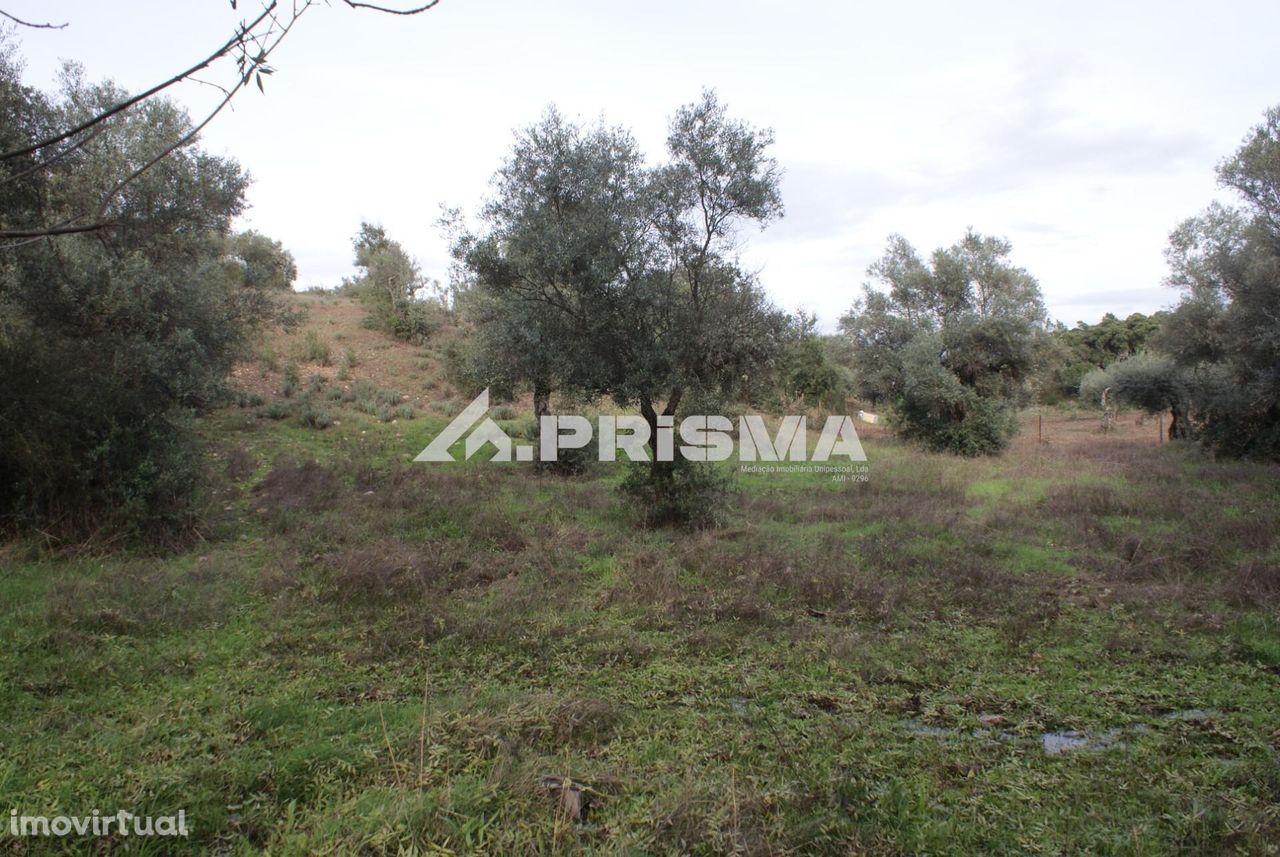 Terreno para venda em Penamacor