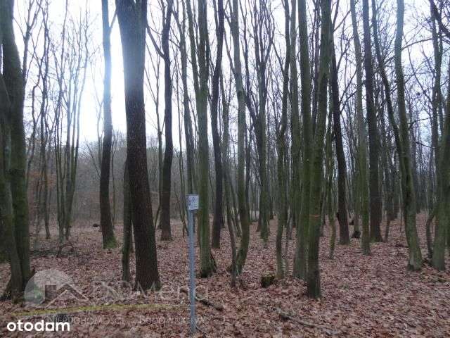 Działka, 8 600 m², Zawalów-4