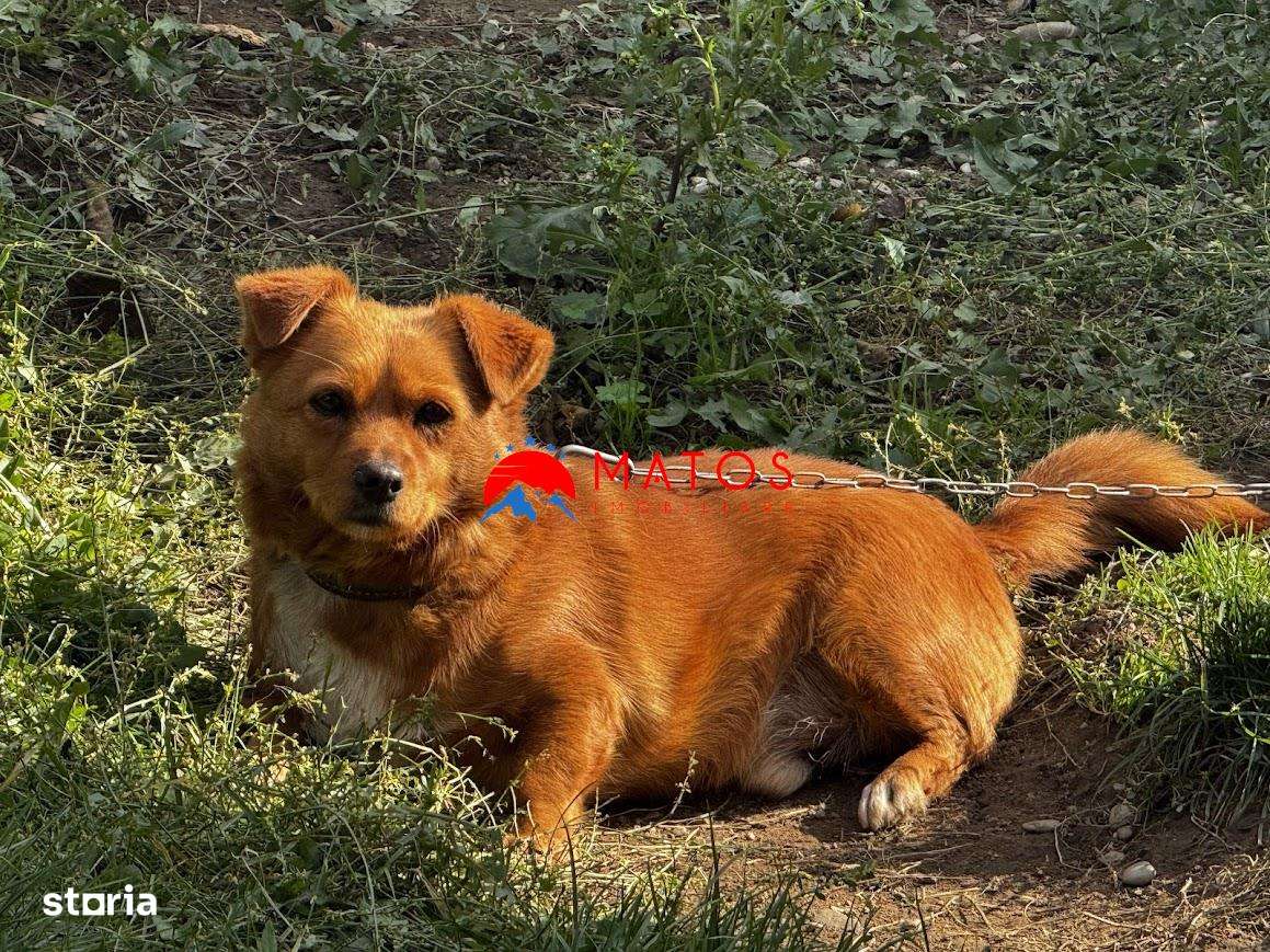 Casa de vanzare Cornu de sus - Comision 0 la cumparator-5