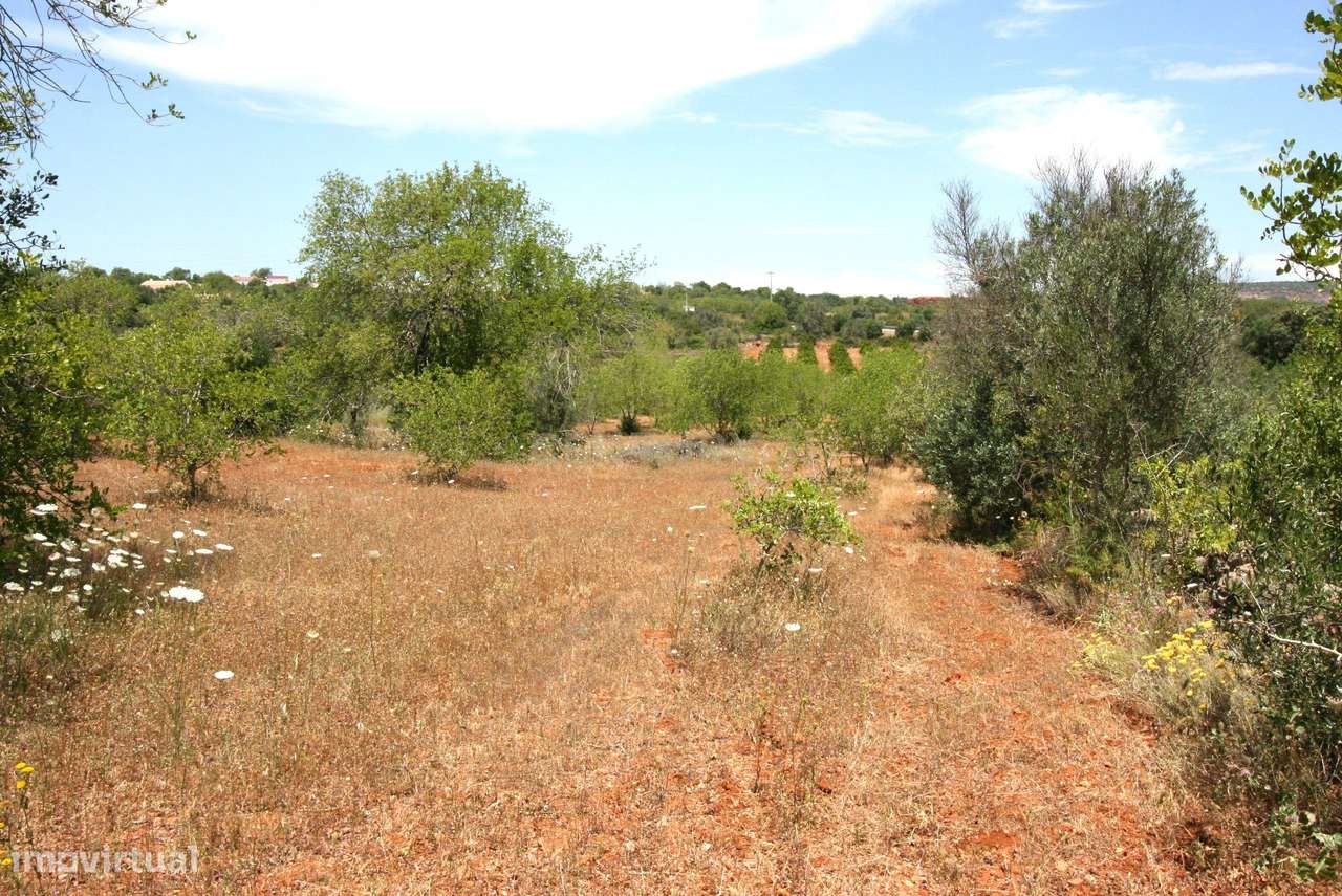 Terreno rustico com 50 Alfarrobeiras e muito bom acesso, S.B. Messines - Grande imagem: 5/13