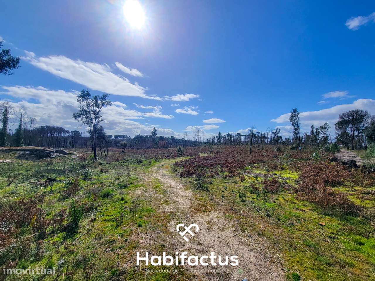 Terreno Rústico com 16.800 m², Vinhas, Árvores de Fruto e 3 Poços de Á - Grande imagem: 2/16