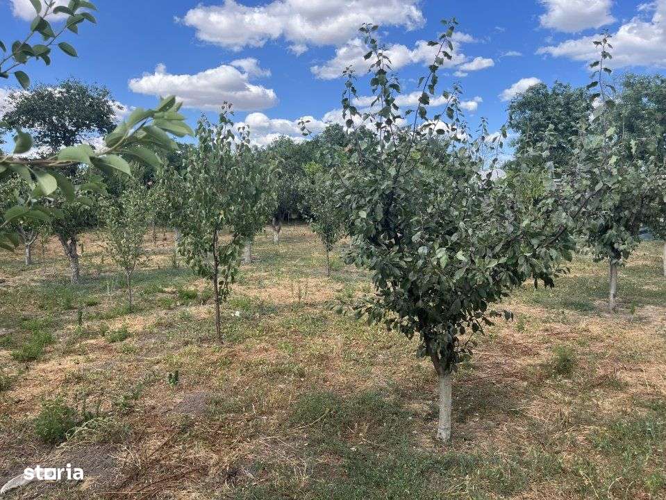 Sacele, Jud Constanta. Oportunitate! Casa la sol, 4 camere si dependin - Imagine principală: 5/12