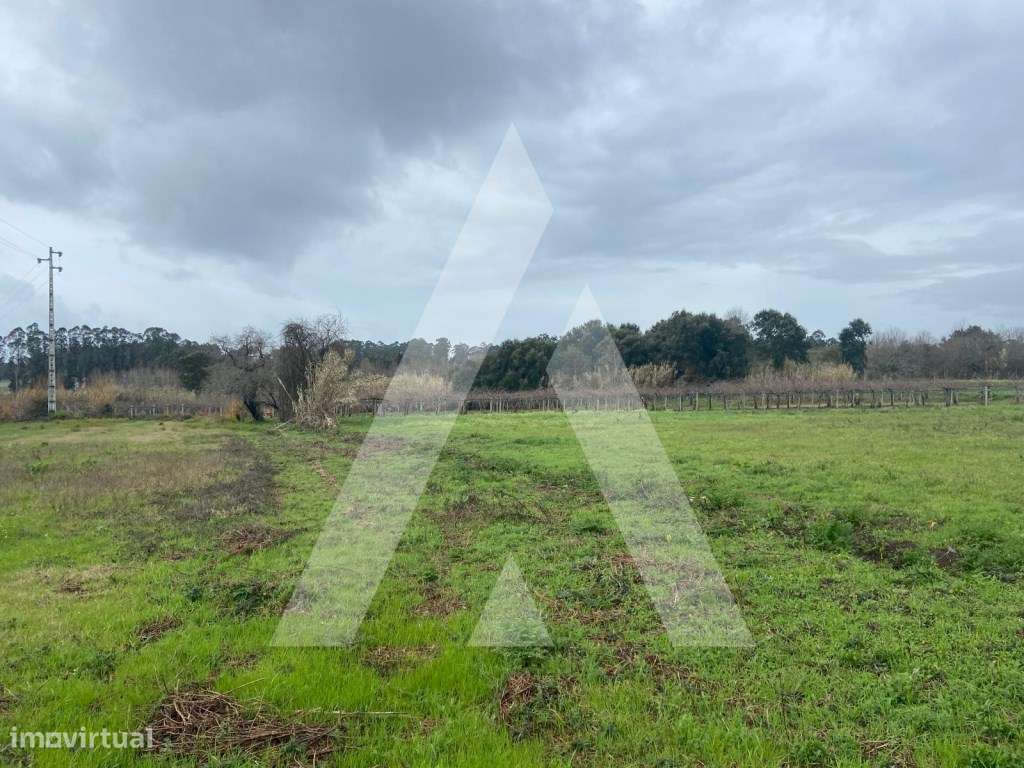 Terreno na Amoreira da Gândara em Anadia - Grande imagem: 3/11