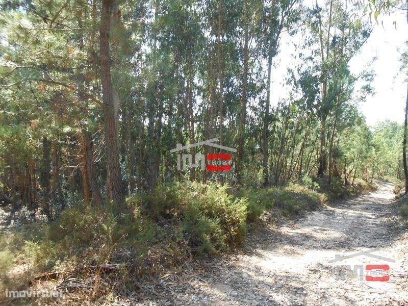 Terreno boa localização Ourem - Grande imagem: 4/6