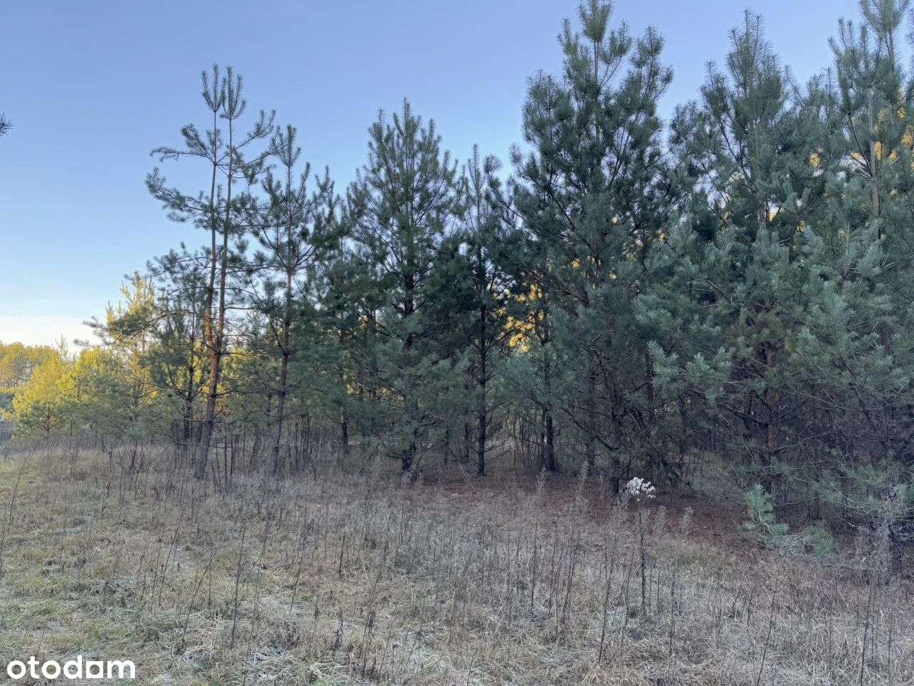 Siemianówka - 3389 m2 - WZ - Puszcza i Jezioro! - Pełny obrazek: 4/20