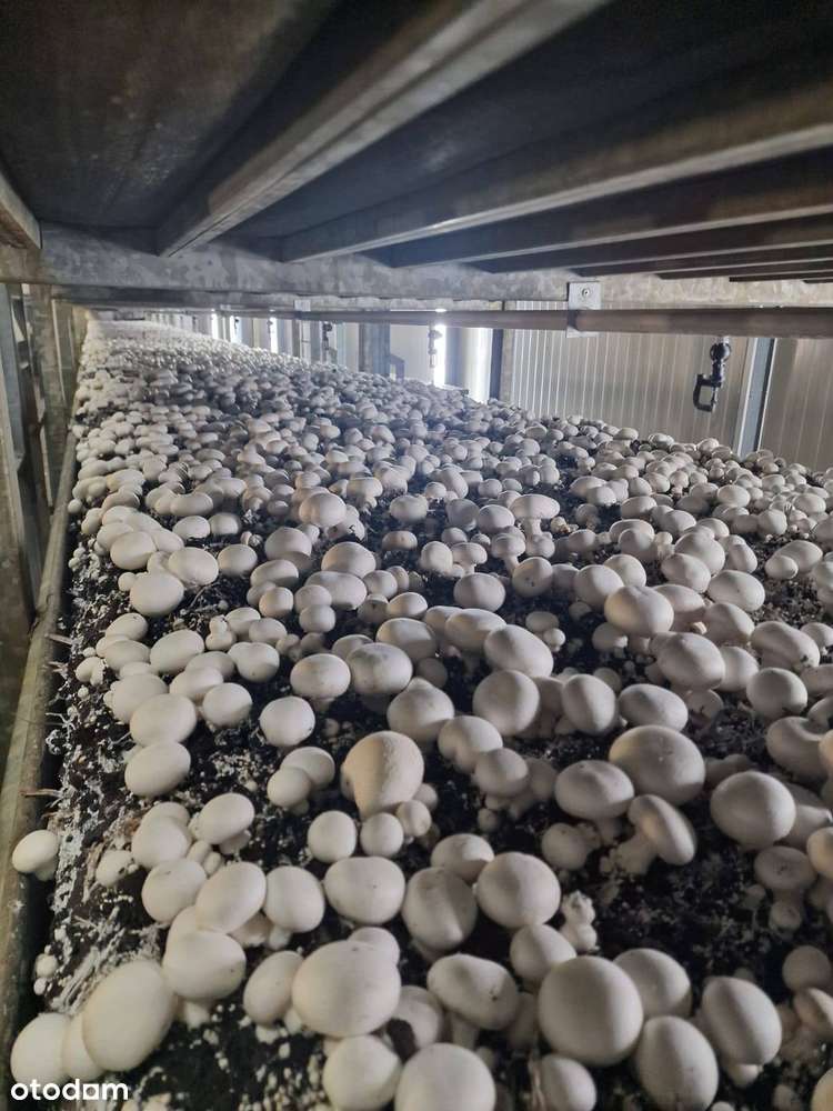 Nowoczesna i wyposażona pieczarkarnia z częścią magazynową – Janowo,-7