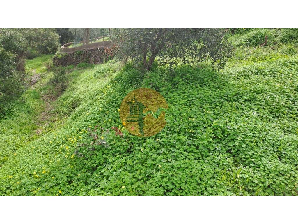 Terreno com 19990 m2 com área total de construção de 1587.62m2 - Grande imagem: 5/17