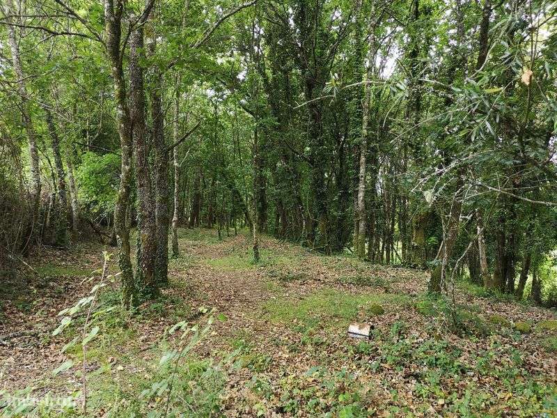 Terreno rústico junto à ecovia do Vez 4.000 m2 - Grande imagem: 5/10