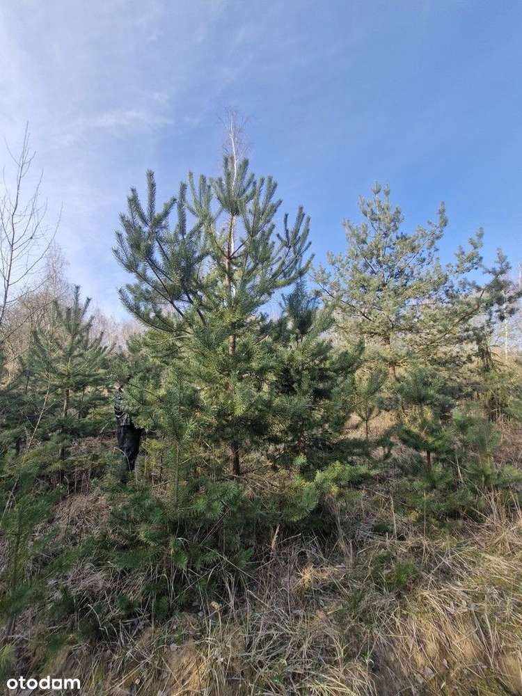 Działka budowlana z bogatym drzwostanem - Pełny obrazek: 4/20