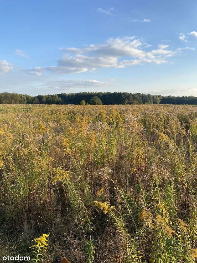 Atrakcyjna Działka Budowlana - Pełny obrazek: 4/5