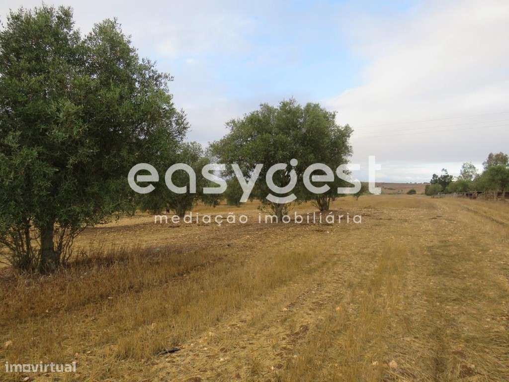 Terreno Rústico com 4,1 hectare em Rio de Moinhos concelho Aljustrel - Grande imagem: 5/12