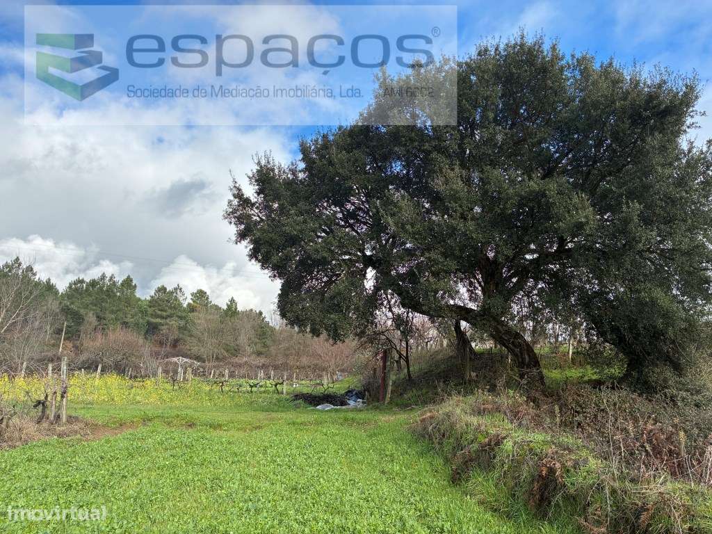 Magnifica Quinta a confinar com Rio Zêzere-10