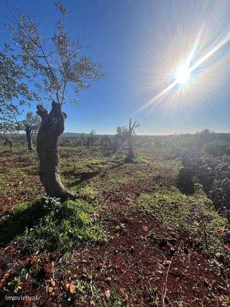 Terreno Agrícola - Grande imagem: 5/5