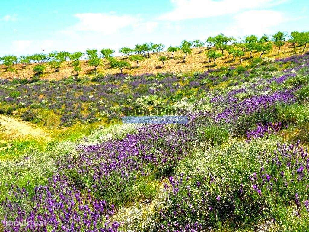 78.000m2 Terreno para Plantações e para construção Casa de Campo. P... - Grande imagem: 5/9