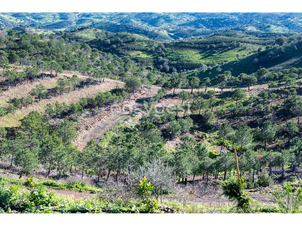 Terreno rústico com 5,6 ha com plantação de pinheiro perto de Cacela - Grande imagem: 3/24