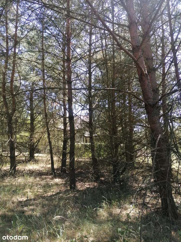 Ładna działka budowlana w lesie nad Jeziorem Tuczno - Pełny obrazek: 5/11